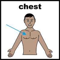illustration of a chest