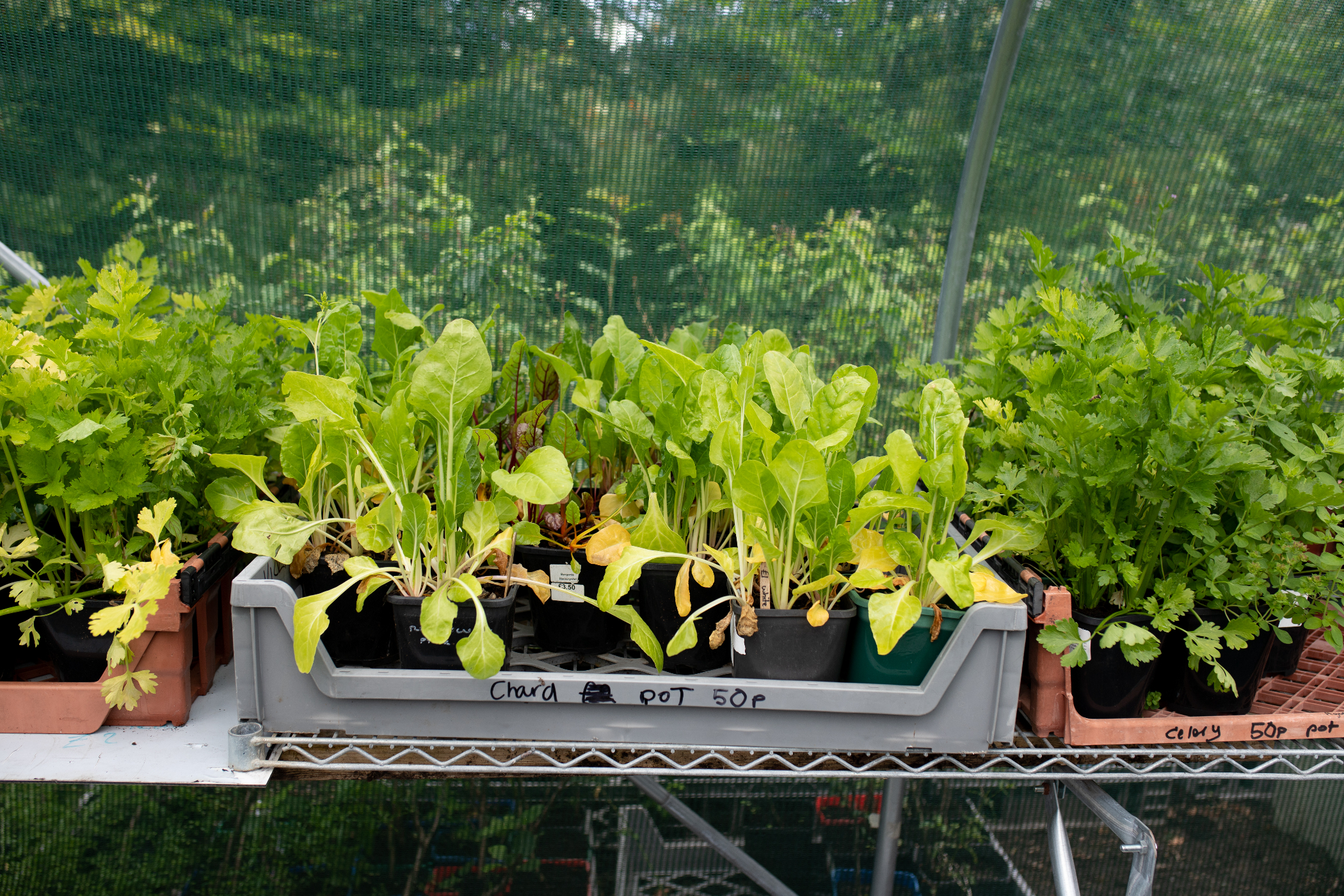 Grow your own North West in Bloom