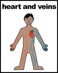 illustration of person showing their heart and veins